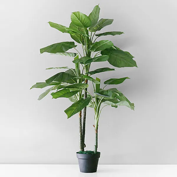 블루밍앤미 하와이안 야자수 알로카시아 120cm, 혼합 색상, 1개