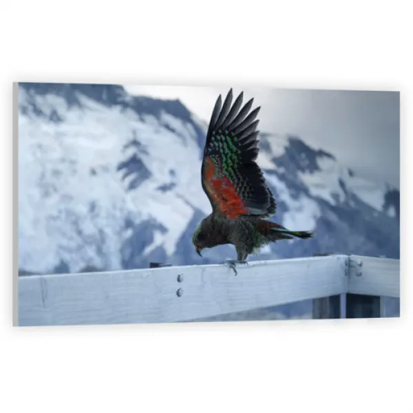 UVDS 아트보드 난간에 앉은 새, 1개