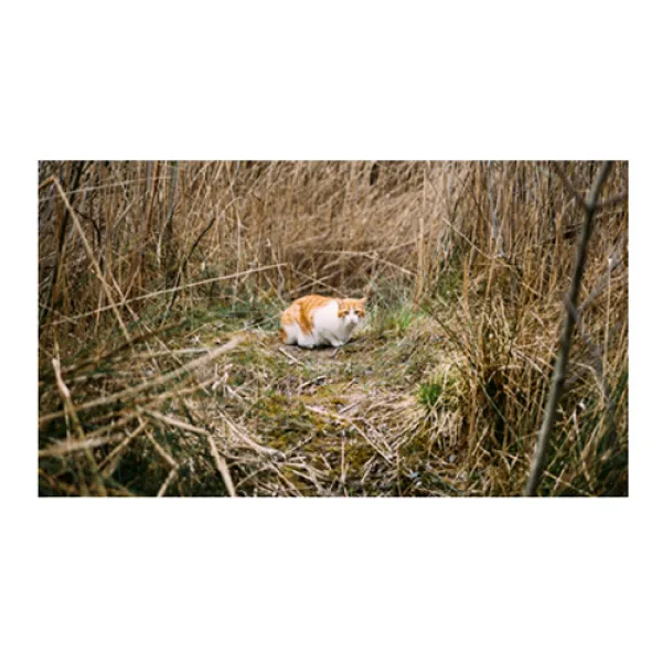 UVDS 주방아트보드 가만히 있는 고양이, 1개