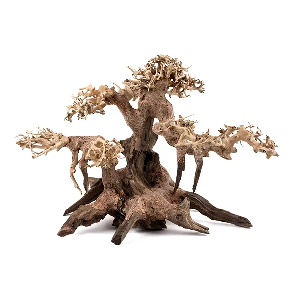 유피코리아 모스트리 분재유목 M330