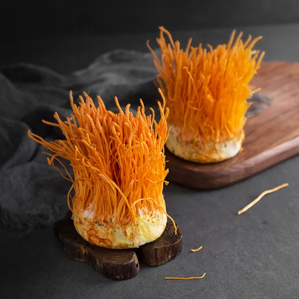 친환경인증 동충하초 버섯 2개입, 340g, 1팩
