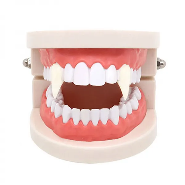 파티팡 리얼 드라큐라이빨 19mm + 고급형케이스 세트 화이트 1세트