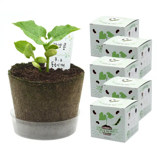 틔움세상 팜팜농장 강낭콩 모종키우기 5p