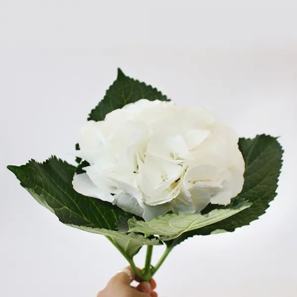 아임플라워 생화 센터피스 수국, 화이트