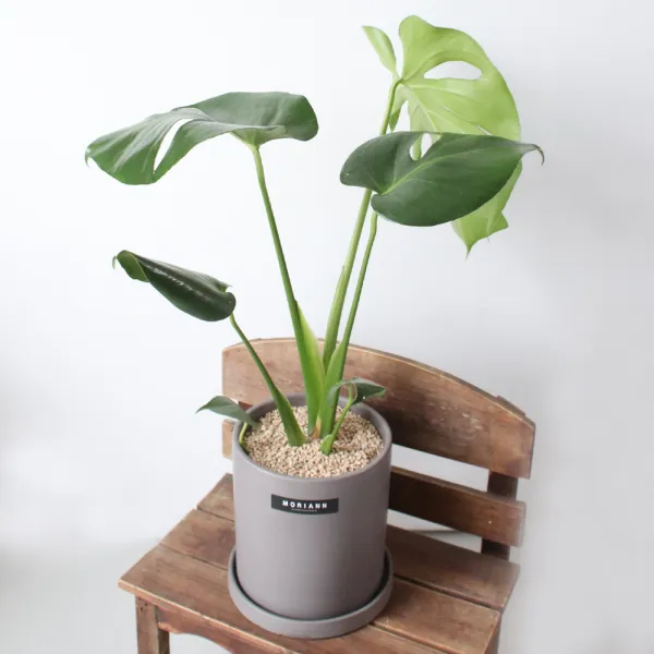 모리앤 공기정화식물 몬스테라 + 도자화분 세트 혼합색상 1세트