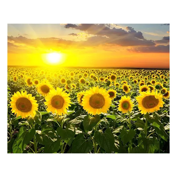 케이엠엘리 3d 들판해바라기 원형 보석십자수 Diy 키트 40 X 30 Cm 혼합색상 1세트