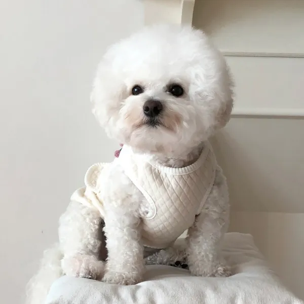 바이담수미 강아지 베이직 누빔조끼, 아이보리