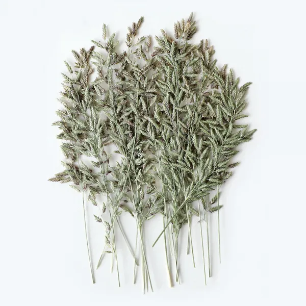 체크스토리 압화 그령 벼과 20p, 연그린 자연