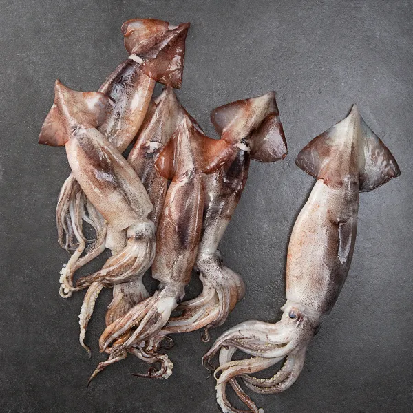 비비수산 산지직송 국내산 생물오징어 (냉장), 2.2kg (10미), 1개