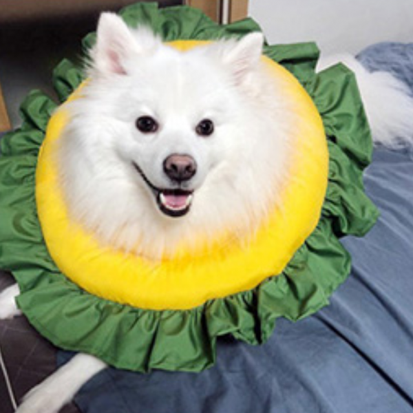 초코펫하우스 해바라기 넥카라 L 1개