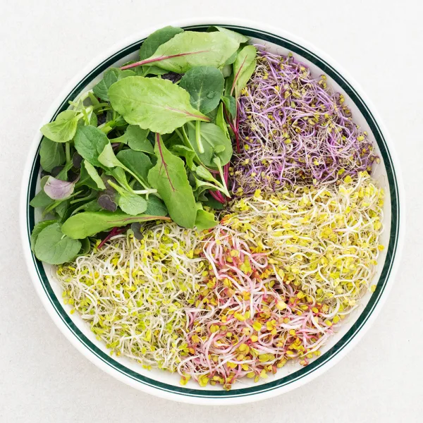 국내재배 어린잎과 새싹채소, 500g, 1팩
