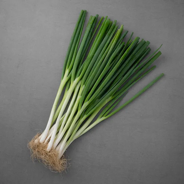 곰곰 친환경 흙대파, 1개