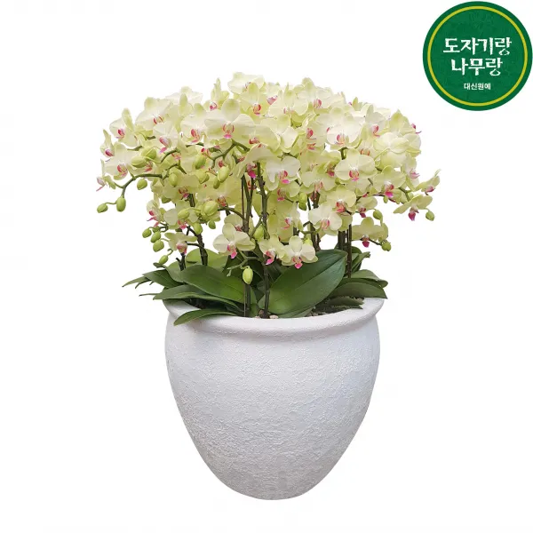 도자기랑나무랑 서양란 동양란 승진 영진 취임 오픈 결혼축하화분 개업난 호접란 포춘폴리분 서양난 서양란 Dsp 042 1개