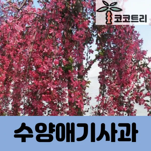 [코코트리] [차량배송] 수양애기사과(로얄뷰티) 특수목