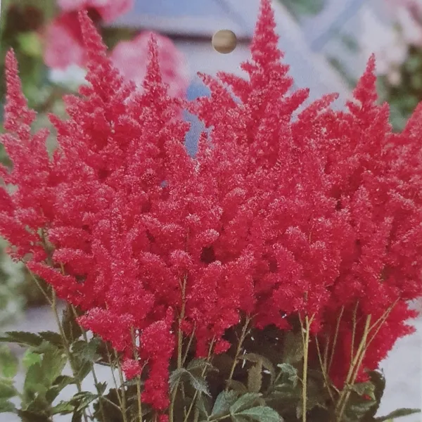 야생화피어나라플라워 아스틸베(Fireberry)