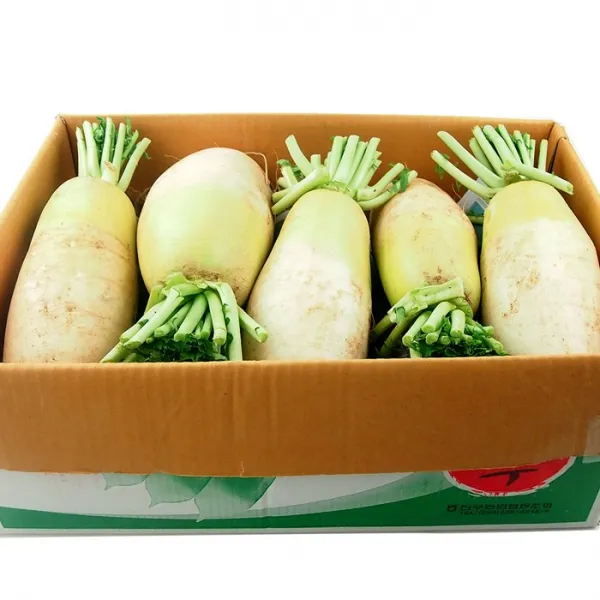 빛고을장터 국내산 제주 월동무 무우 10kg 5kg내외, 1box, 제주 무 5kg내외