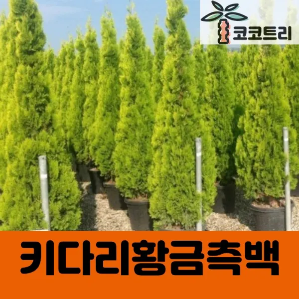 [코코트리] 키다리황금측백 묘목, 1개, [차량배송] 키다리황금측백 키200cm