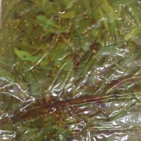 [AQZ_7897328] 야마구라게 줄기상추 절임 1kg 1개 1개 야채초절임 채소초절임 일식반찬 일식절임 야채절임, 단일상품