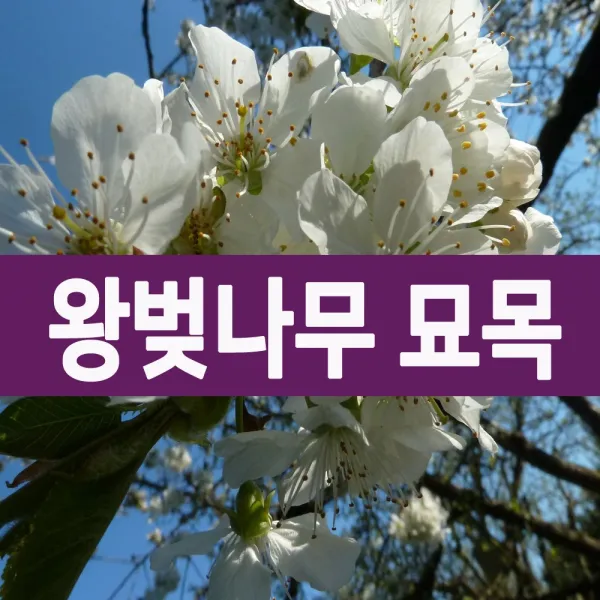 [나무의모든것] 왕벚나무묘목 2년생, 1개