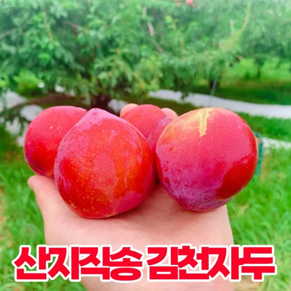 삼시세끼연구소 새콤달콤 햇 대석자두 김천 후무사 자두 생자두 중과 대과 특대 특대과 예약 2kg 3kg 3키로 5키로 5kg, 자두 중과 2kg (35과 내외)