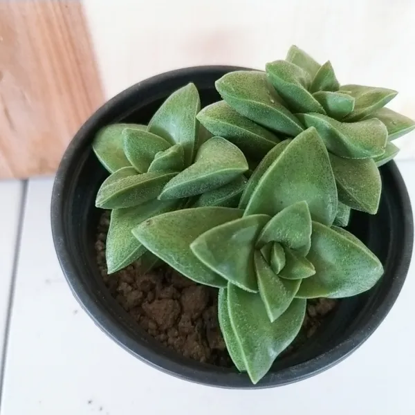 인플랜츠카페 신동 다육 공기정화식물 반려식물 플랜테리어 포트