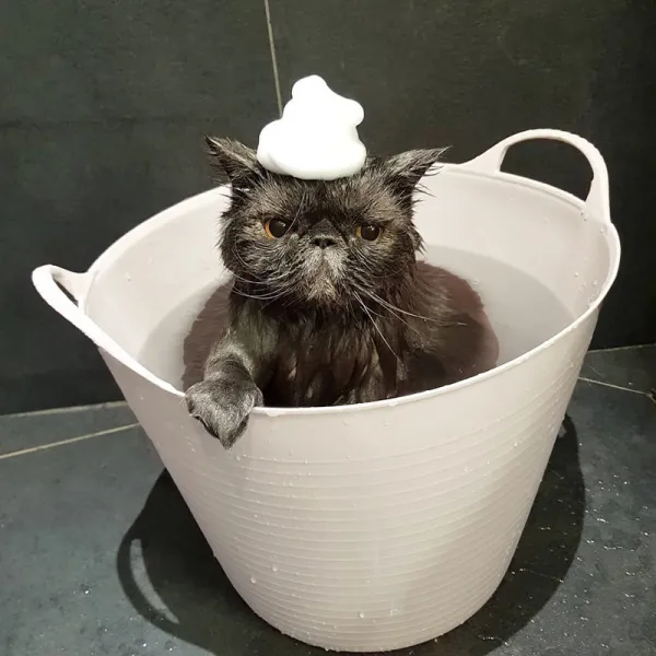 라지 금모 목욕 테디 변목 화이바