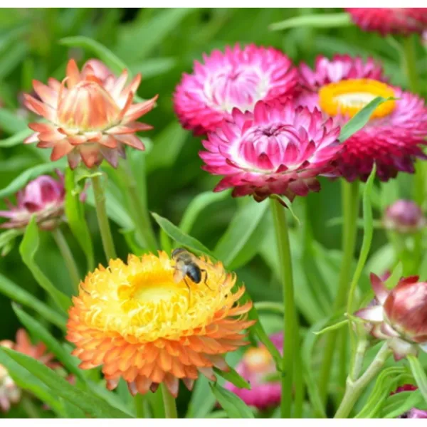 드라이플라워용 종이꽃 혼합 종자 10립 동심 전원주택화단 꽃꽂이 길가