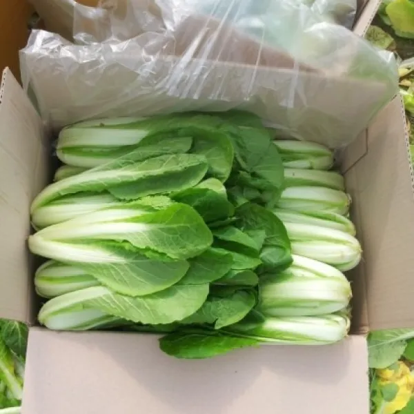 빨간장화농장 신선한 포천 얼갈이 산지직송 2kg 4kg 1box 얼갈이 2kg +열무 2kg