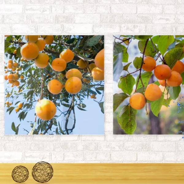  바보사랑 아크릴액자_돈부르는감나무 중형 이미지2