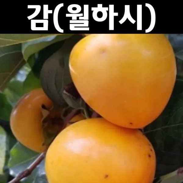 감나무(월하시) 접목1년 5개/나무 묘목/과실수/유실수