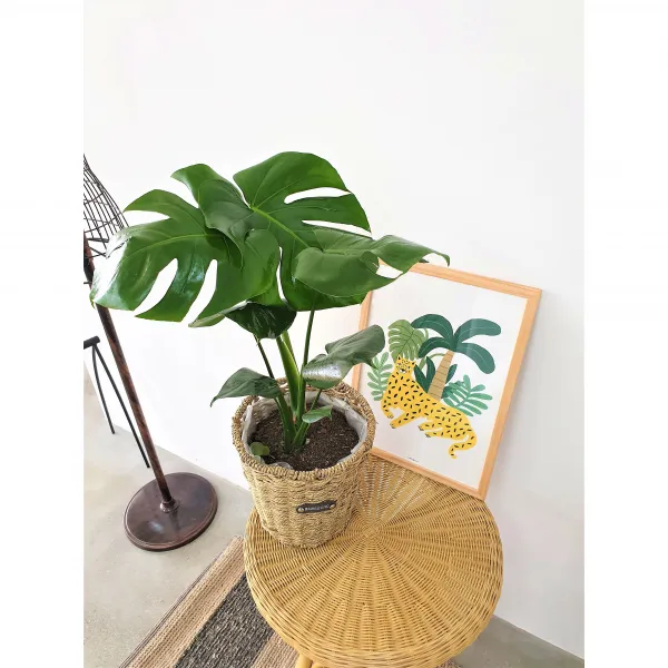 실내 공기정화식물 몬스테라 여인초 금전수 스파트필름 아레카야자 인도고무나무 뱅갈고무나무 02.스파티필름 중소형 화산석 해초바구니
