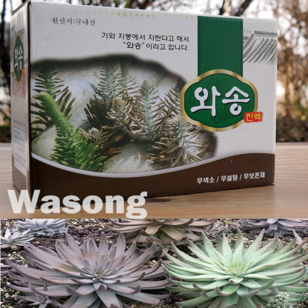 와송즙 60포x1박스 국내산 생 와송 농축 추출 엑기스 진액 어르신 은사님 부모님 명절 친지 친척 가족 귀한 선물 로 좋은 바위솔 바위송 신탑 올해수확