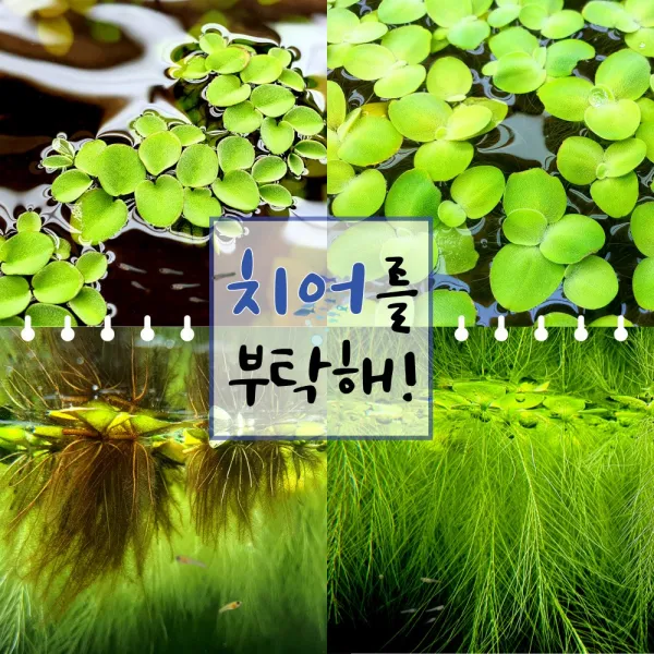 [미초] 치어를 부탁해! 부상수초 2종 랜덤 세트 / 구피 수초 / 베타 수초 / 치어 수초 / 새우 수초 / 초보자 수초, 10뿌리 (5+5)