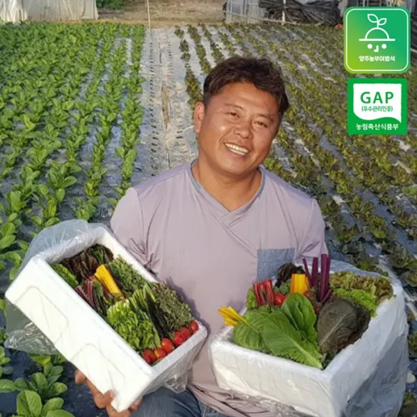 [1092-농부의 꿈] 20가지 다양한 종류의 고급 모듬 쌈채소 600g - 1.25kg, 1박스