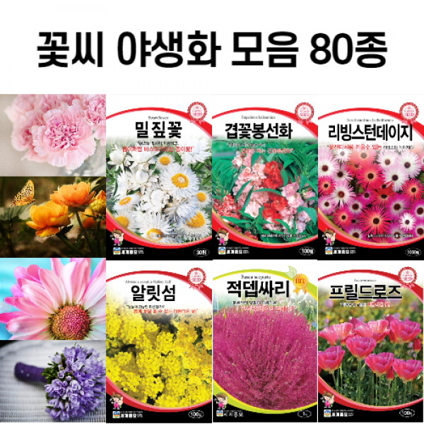 꽃씨 야생화 꽃씨앗 80여가지 분꽃 과꽃 키우기 /봄 여름 가을 화단가꾸기 종자 씨앗, 플록스300립