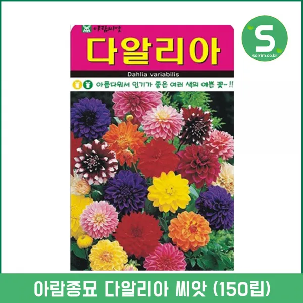 다알리아씨앗 150립 다알리아 네델란드 꽃씨앗 꽃씨