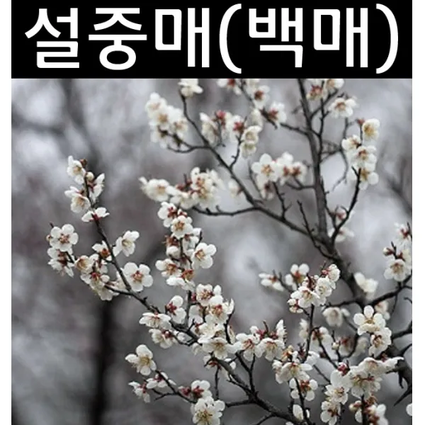 순수농원 설중매(백매화) R5cm(분) 나무 묘목 활엽수 정원용