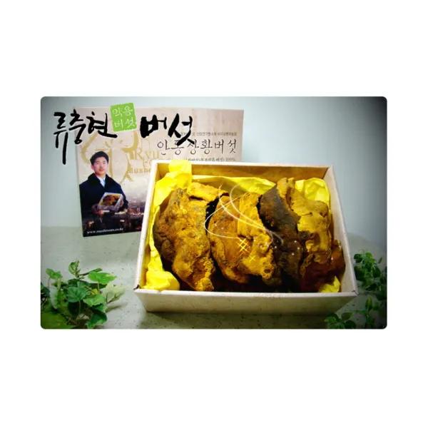 Nd5추천lf23Yv236_국내산 상황버섯 300g, 단일 수량