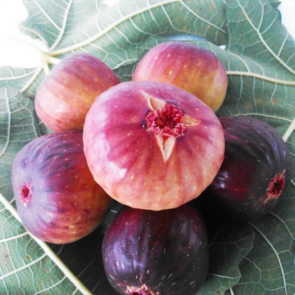  시골마당 햇 무화과 20팩 95~100과 9~9.3k 