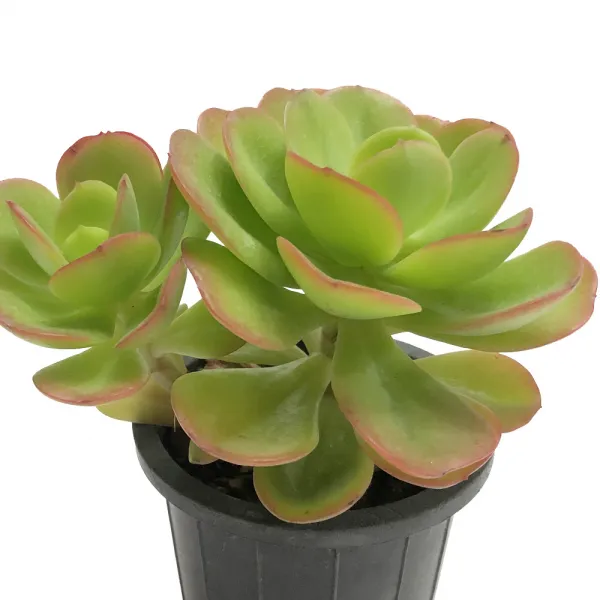 홍매화 두툼한둥근잎/에케베리아/다육식물