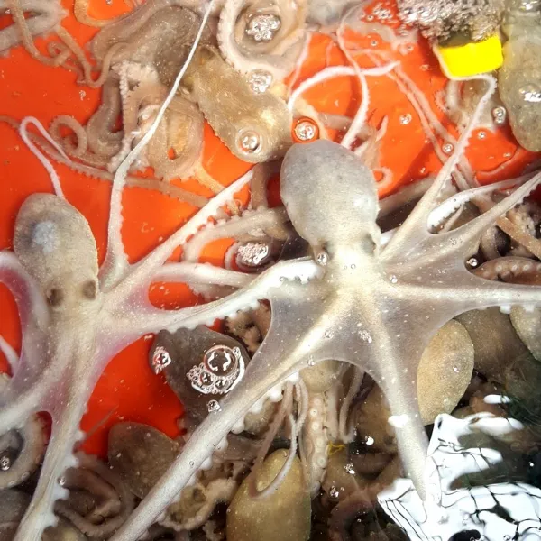 보성농수산 벌교 갯뻘 산낙지 중 5마리 살아서 도착 탕탕이 맛있어요, 1개, 소 5마리