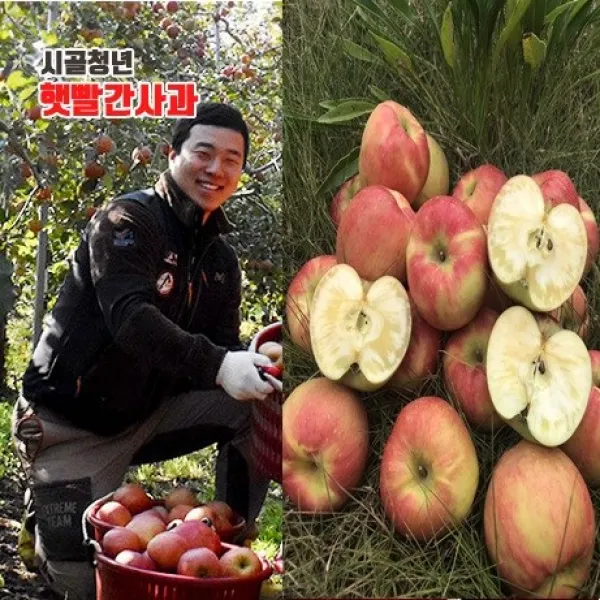 시골청년 농부직송 새콤달콤 아삭한 가정용 흠집 꿀사과, 1box, 4kg 중과