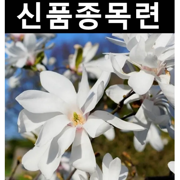신품종/별목련 투스톤 접목2년 화분/나무 묘목/활엽수/정원용