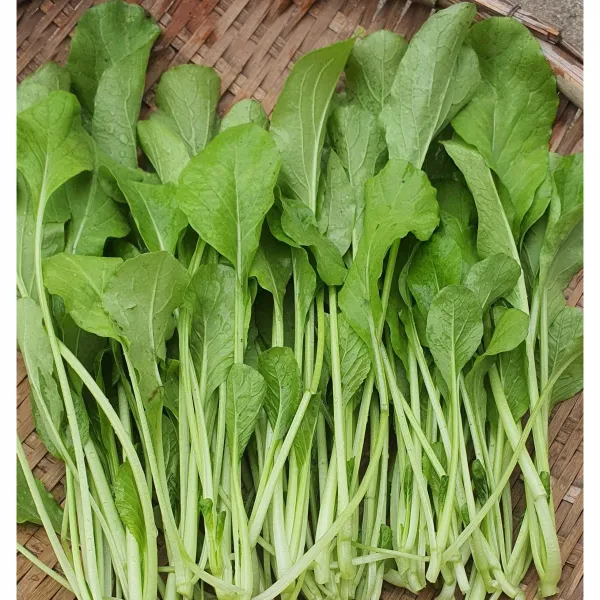 보령댐 Cai ngot, 4kg