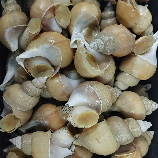 푸드품격 동해안 쫄깃한 백고동 백골뱅이 1kg 소중대 산지직송 냉동 살고동 무침 탕 찜 자숙 술안주 소중 사이즈 1kg