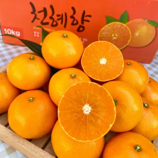 하늘이 내린 향기 최상급 제주 천혜향 천해향 천혜양 천애향 가정용 선물세트, 가정용 / 3kg