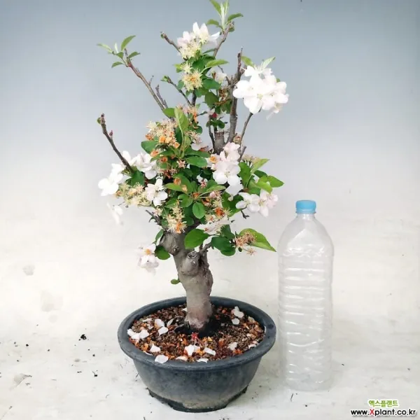 나무사랑 애기사과나무 분재 60센치내외