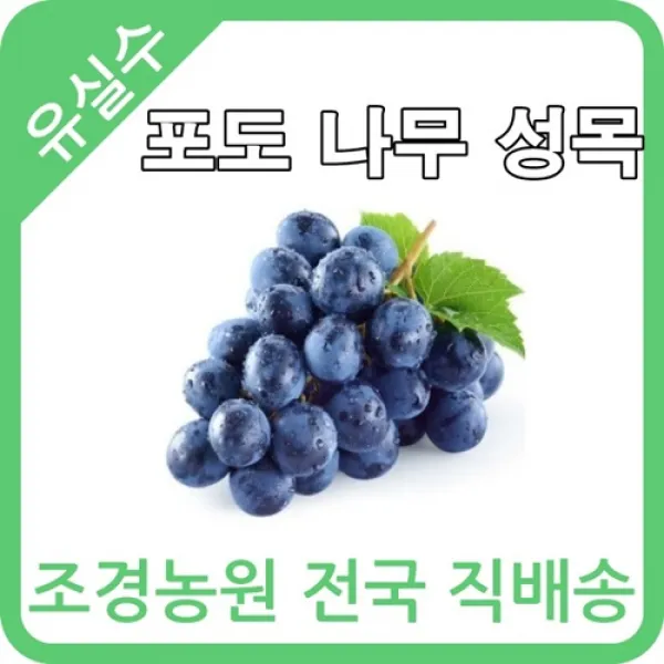 대한조경농원 포도 나무 (3~7년생)(분)(2주묶음) [샤인머스켓 MBA머루포도 거봉 켐벨]
