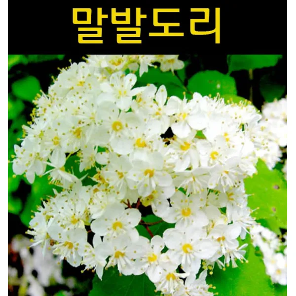 말발도리 키1m 3개/꽃나무/조경수/관상수