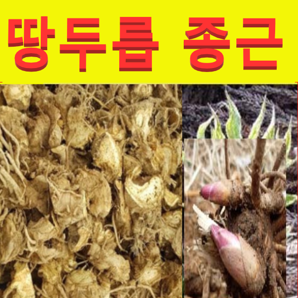 (D소망)땅두릅(독활)모종(종근 뇌두) 20촉